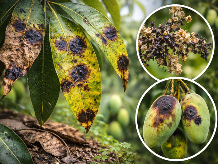 Bệnh thán thư là gì? Cách phòng trừ bệnh thán thư hại xoài