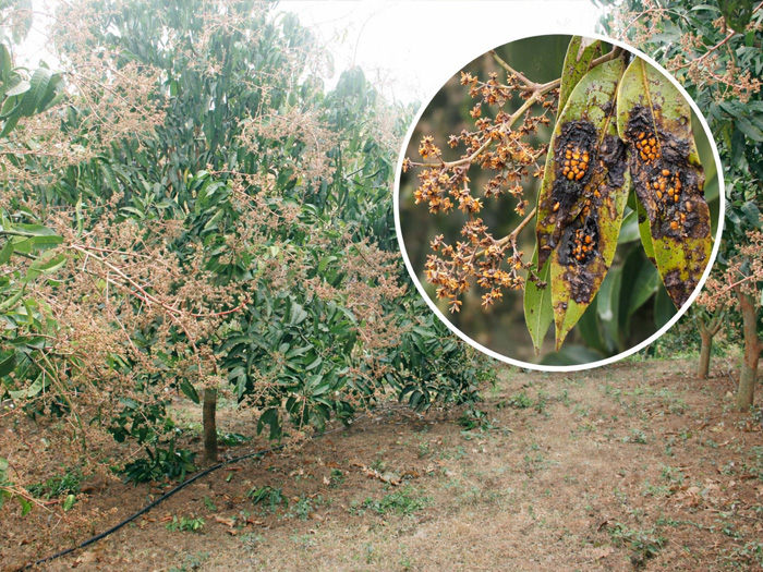 Bệnh thán thư xuất hiện trong điều kiện nào ở cây xoài?