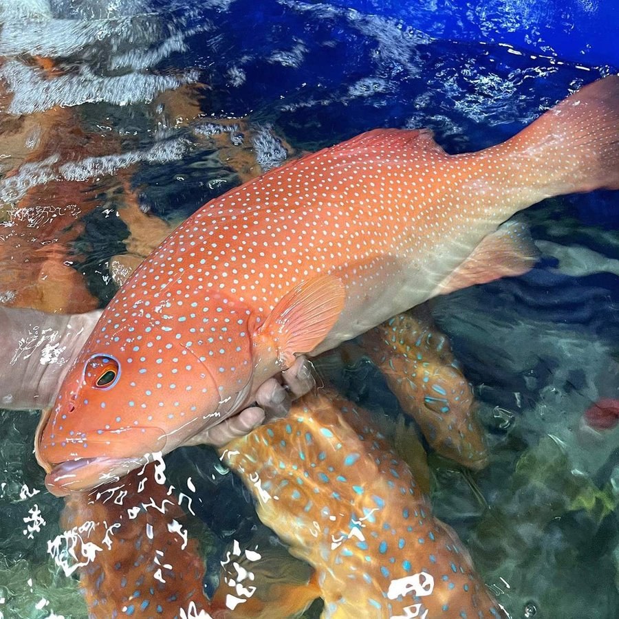 Cá bống mú đỏ giá bao nhiêu và yếu tố ảnh hưởng đến giá