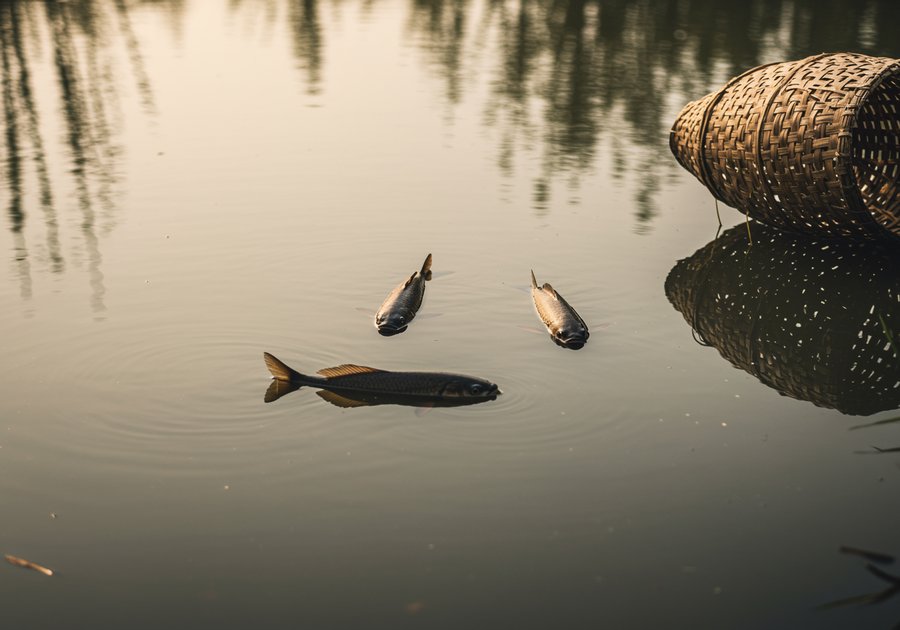 Cá chép giòn cho ăn gì ngoài đậu tằm?