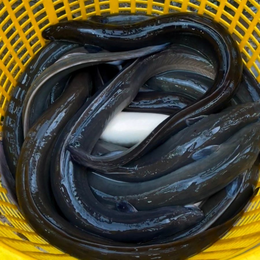 Cá chình đen đặc điểm nhận biết và cách chế biến ngon nhất