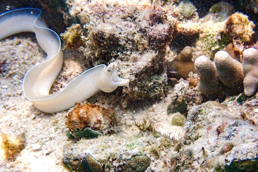 Cá chình trắng là gì đặc điểm nhận dạng và giá bán hiện nay