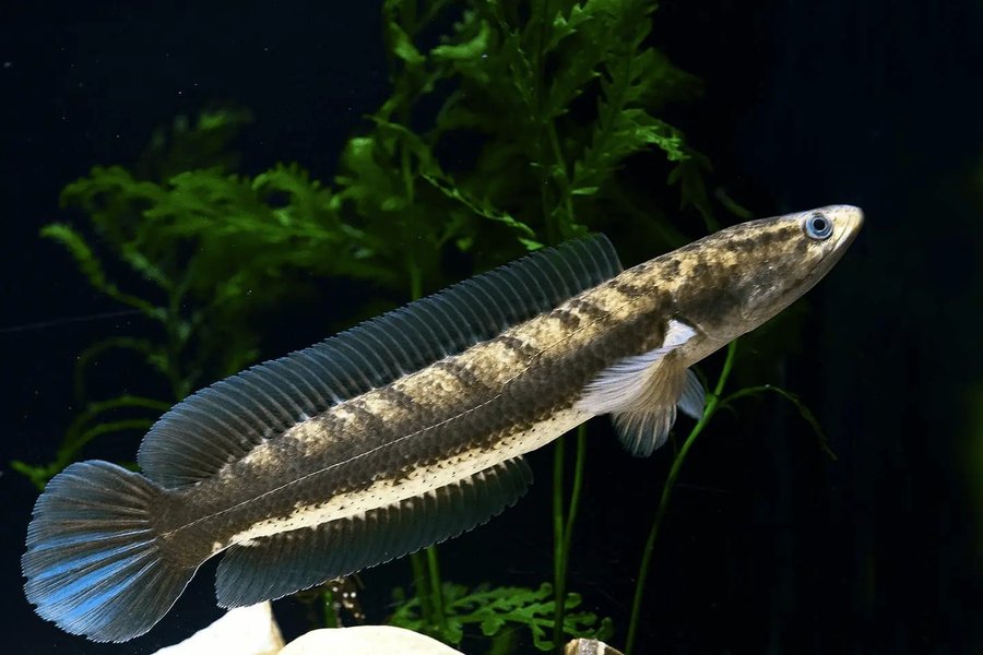 Cá chuối bao nhiêu tiền 1kg khi xuất bán tại trại nuôi?