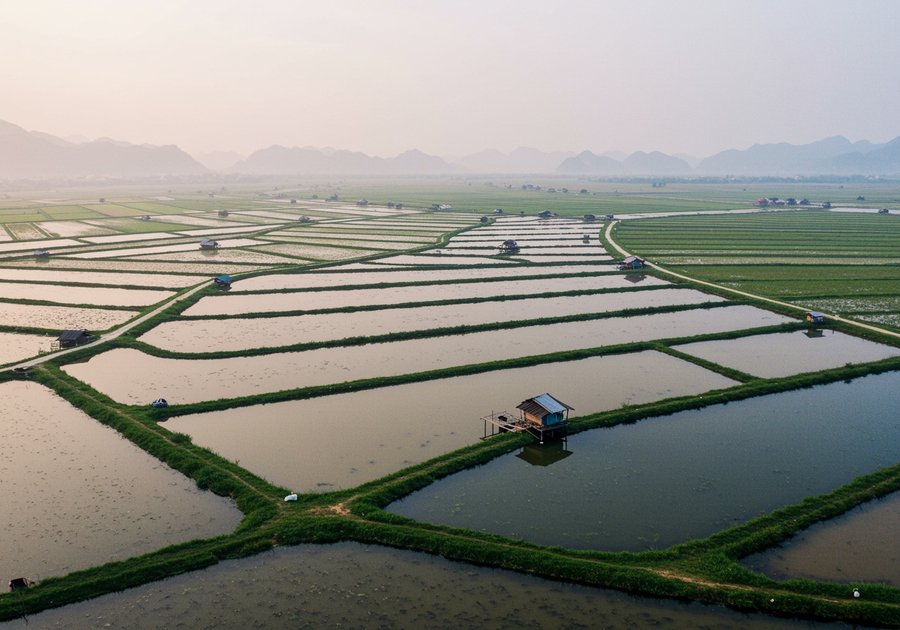 Cá rô đồng bao nhiêu tiền 1kg và mức giá lý tưởng để thu lợi nhuận
