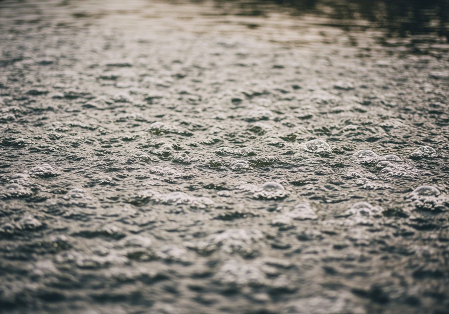 Cách xử lý hồ cá bị nấm trắng dứt điểm và phòng ngừa tái phát