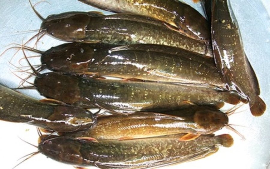 Kỹ thuật nuôi cá trê trong bể lót bạt ít bệnh dễ quản lý