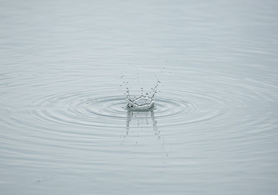 Nước hồ cá bị đục trắng là do đâu và cách khắc phục hiệu quả