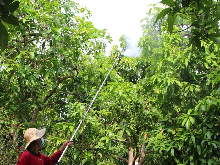 Nên phun thuốc trị bệnh thán thư xoài do nấm colletotrichum khi nào?