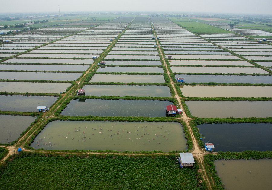 Trọng lượng cá rô đầu nhím trung bình khi nuôi thương phẩm