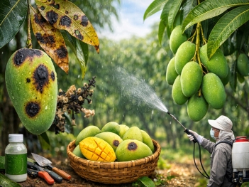 Bệnh thán thư là gì? Cách phòng trừ bệnh thán thư hại xoài