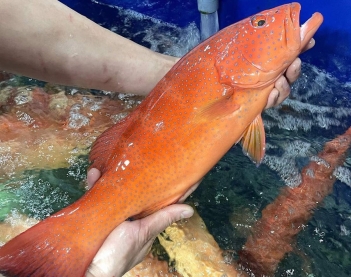 Cá bống mú đỏ giá bao nhiêu và yếu tố ảnh hưởng đến giá - Gia đình và Xã hội