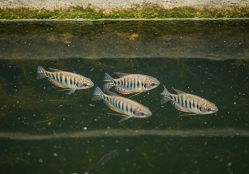 Cá sặc miền Bắc gọi là gì? Cách phân biệt với các loại cá cùng họ - Gia đình và Xã hội