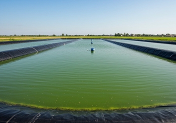 Cách xử lý nước hồ cá bị rêu xanh trong ao lót bạt - Gia đình và Xã hội