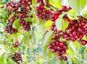 Cherry Chile có ngon không? Đánh giá khách quan từ người sành ăn - Gia đình và Xã hội