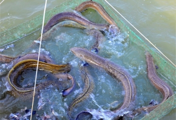 Kỹ thuật nuôi cá chình trong ao đất giúp tăng trọng nhanh - Gia đình và Xã hội