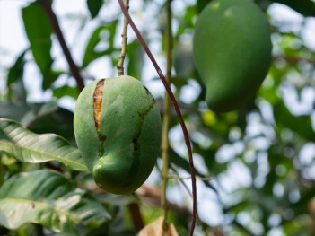 Phân tích nguyên nhân xoài bị nứt trái và thối quả hàng loạt