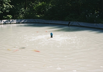 Nước hồ cá bị đục trắng là do đâu và cách khắc phục hiệu quả - Gia đình và Xã hội