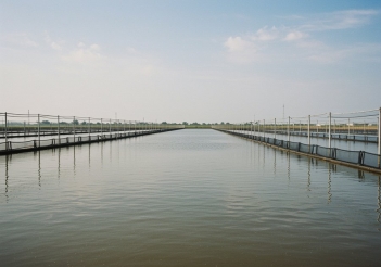 Kỹ thuật nuôi tôm càng xanh trong ao đất giúp tôm lớn nhanh - Gia đình và Xã hội