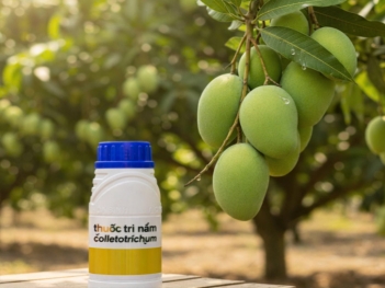 Nên phun thuốc trị bệnh thán thư xoài do nấm colletotrichum khi nào? - Gia đình và Xã hội