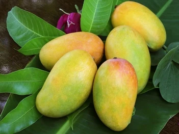 Quả xoài có tác dụng gì và xoài có đốm đen ăn được không? - Gia đình và Xã hội