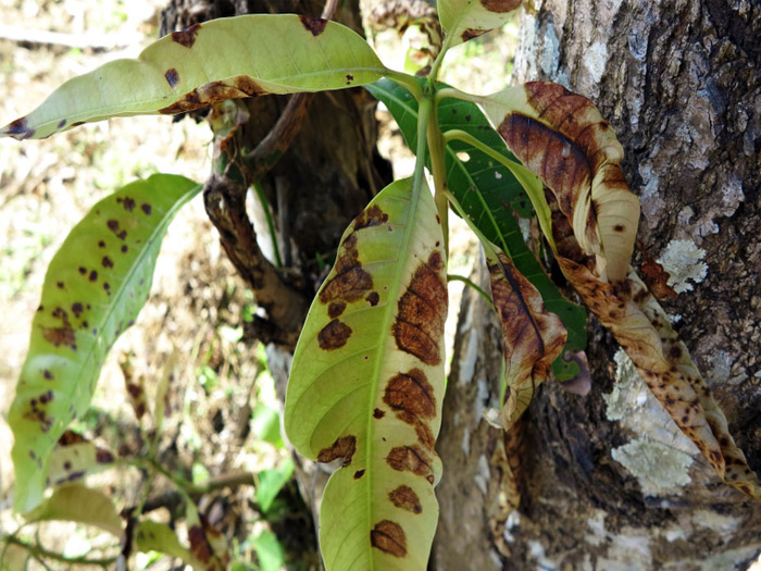 bệnh thán thư xuất hiện trong điều kiện