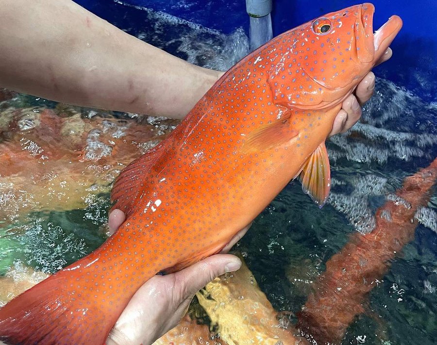 cá bống mú đỏ giá bao nhiêu