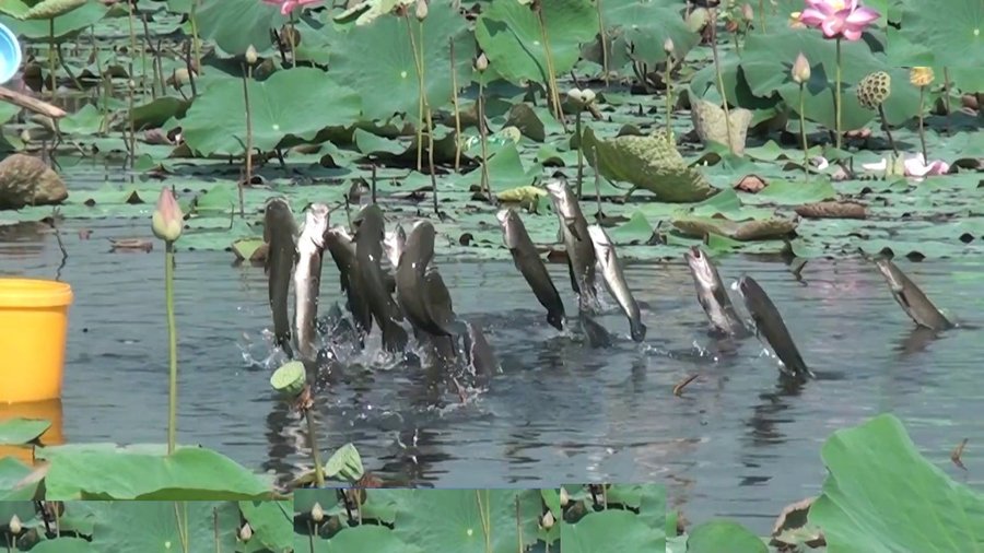 cá chuối bao nhiêu tiền 1kg