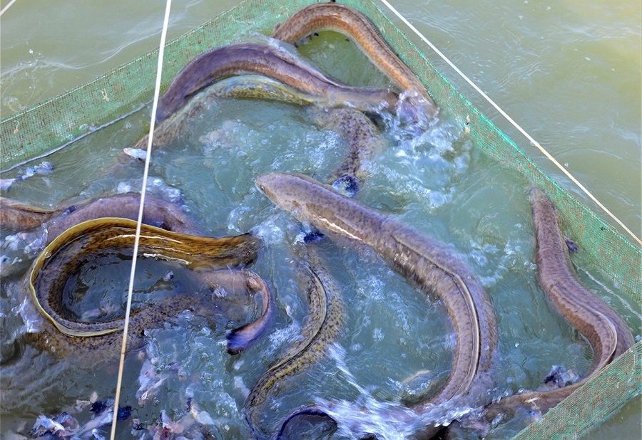 kỹ thuật nuôi cá chình trong ao đất