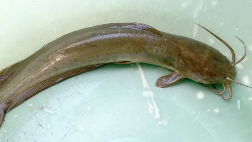 kỹ thuật nuôi cá trê