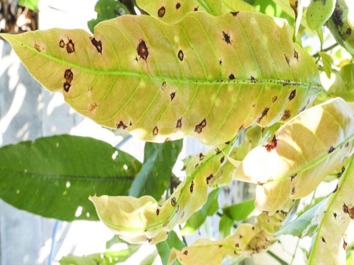 lá xoài bị đốm đen
