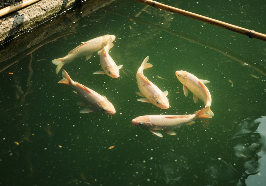 nuôi cá chép trong bể xi măng