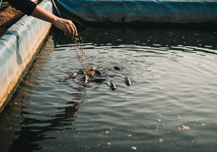 nuôi cá sặc đồng