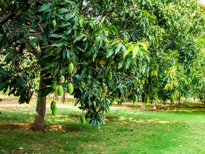 Cây xoài rễ cọc hay rễ chùm? Đặc điểm hệ rễ cây xoài